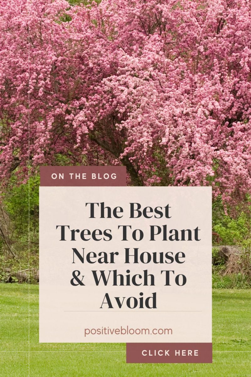 The Best Trees To Plant Near House & Which To Avoid