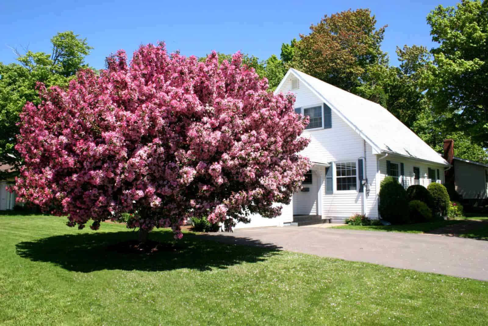 Pink flowering crabapple tree beside a neat white house