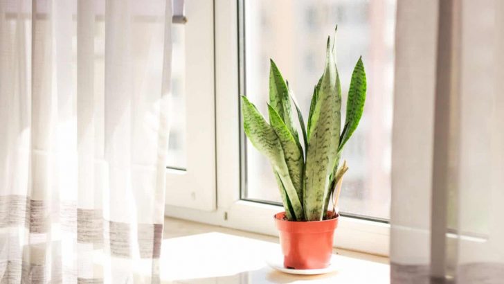 The Best West-facing Window Plants For Your Home