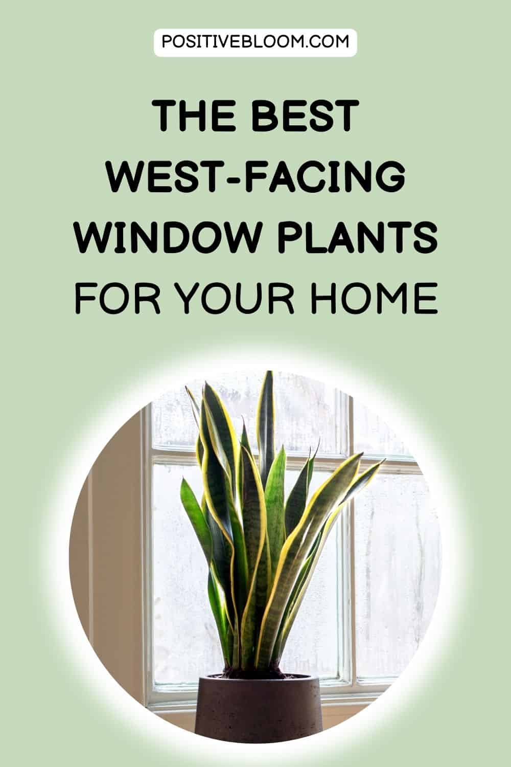 The Best West-facing Window Plants For Your Home Pinterest