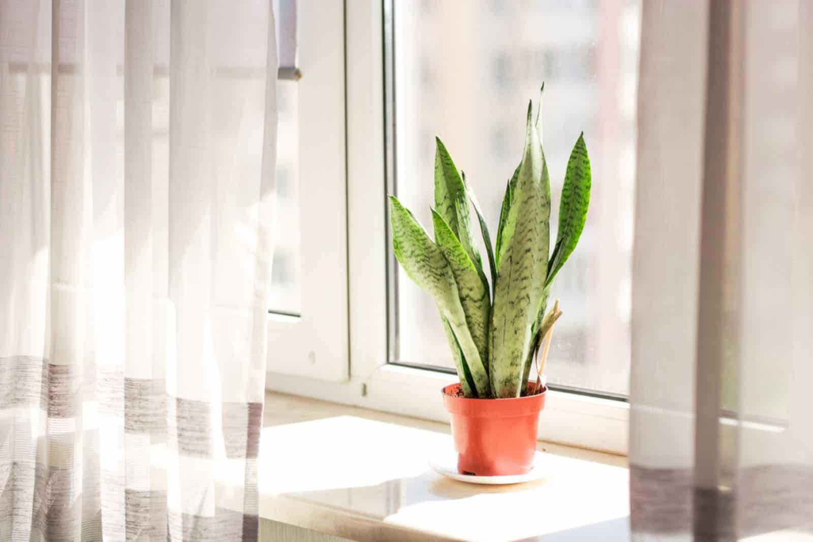 snake plant in pot on the window shell