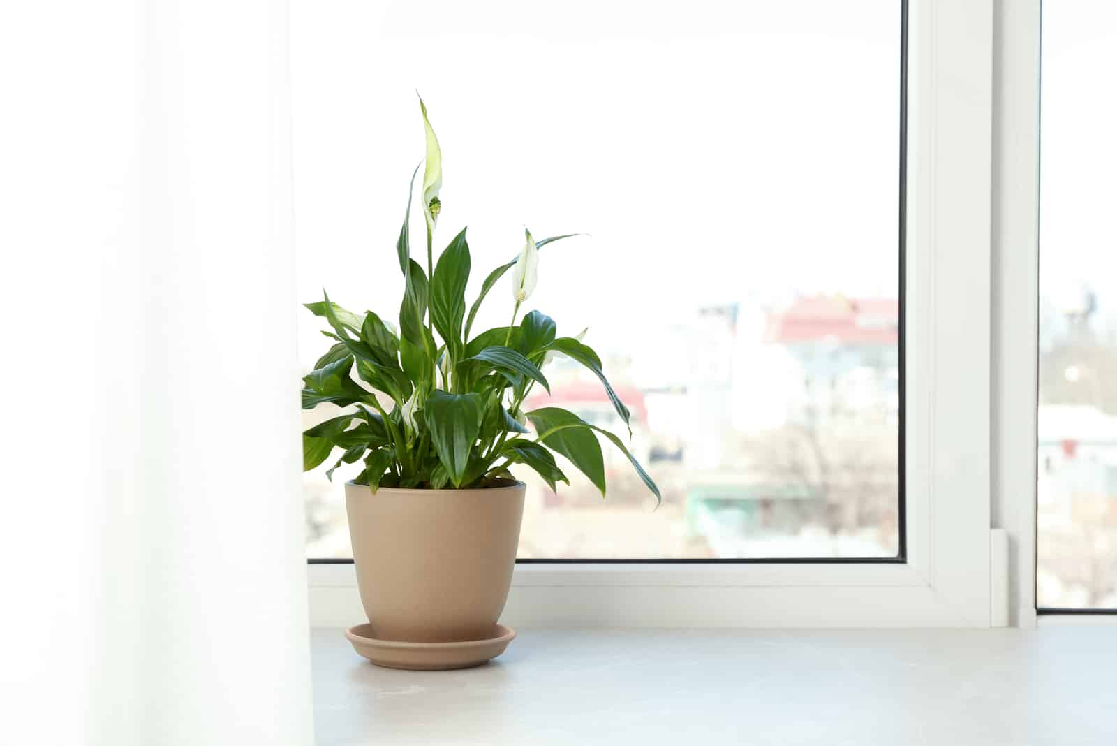 peace lily in pot by window