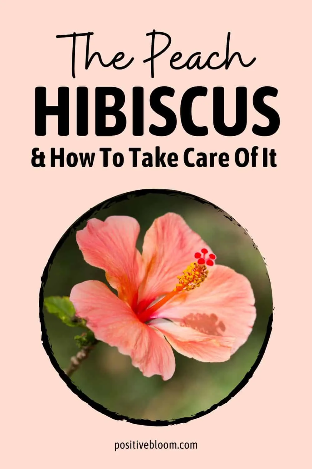 The Peach Hibiscus & How To Take Care Of It Pinterest