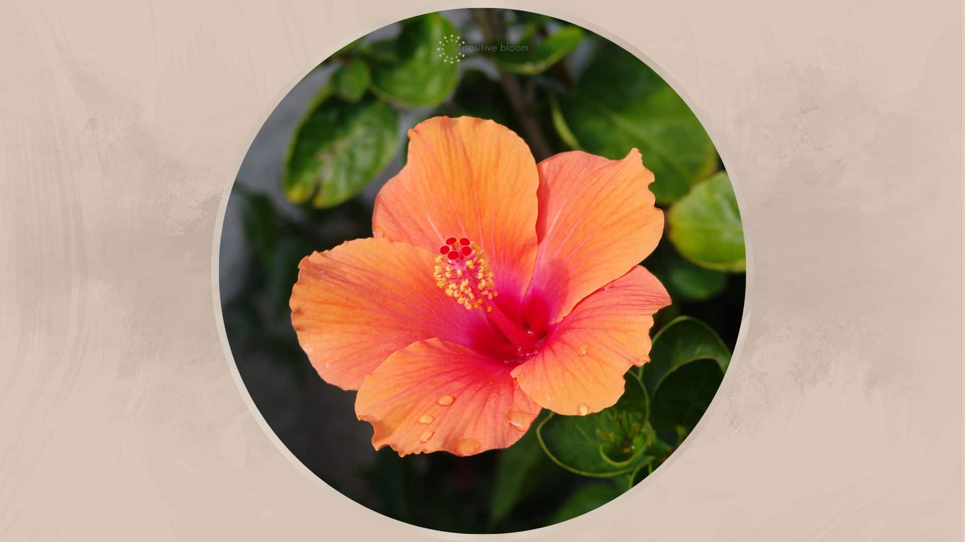 The Peach Hibiscus & How To Take Care Of It