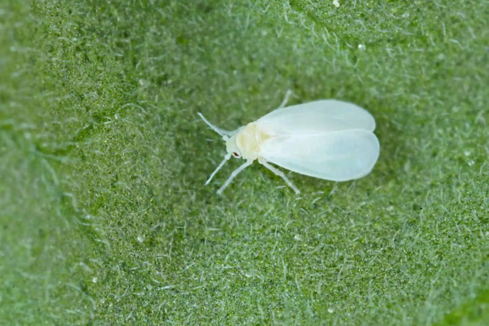 The glasshouse whitefly or greenhouse whitefly 