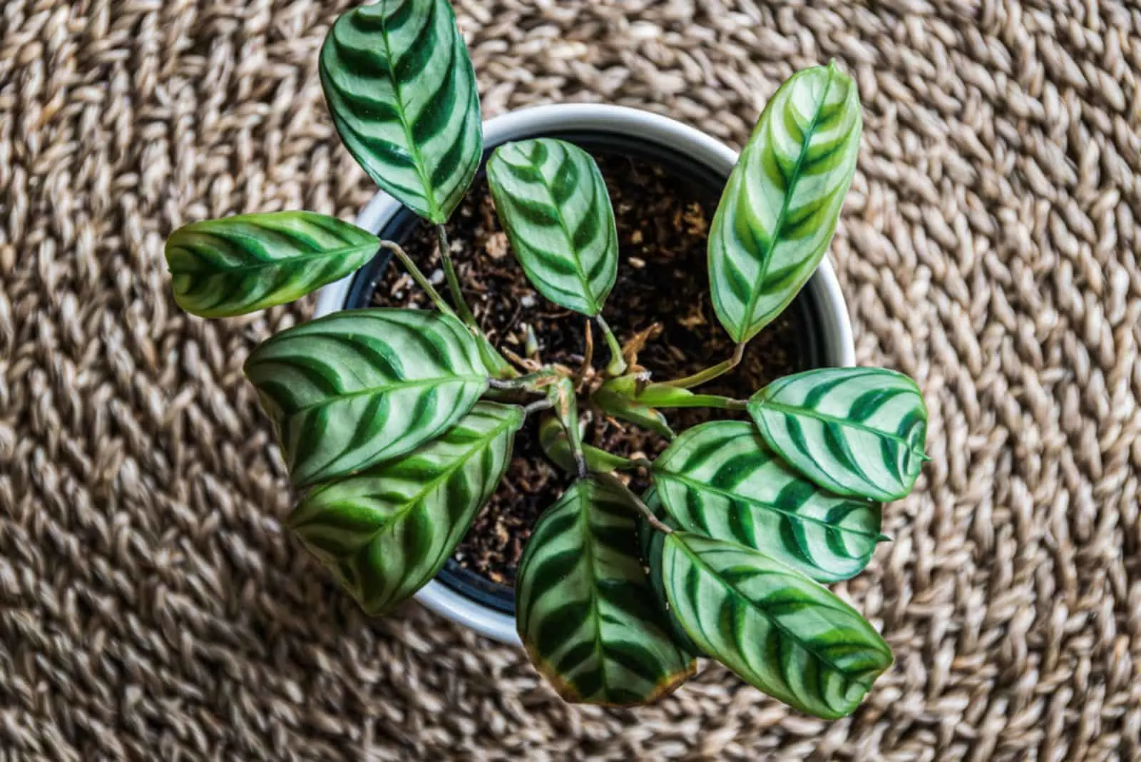 Top-down view of a fishbone prayer plant