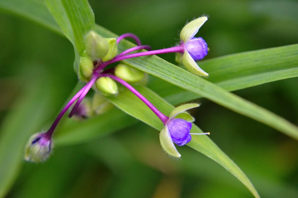 The Best Tradescantia Varieties For Your Plant Collection