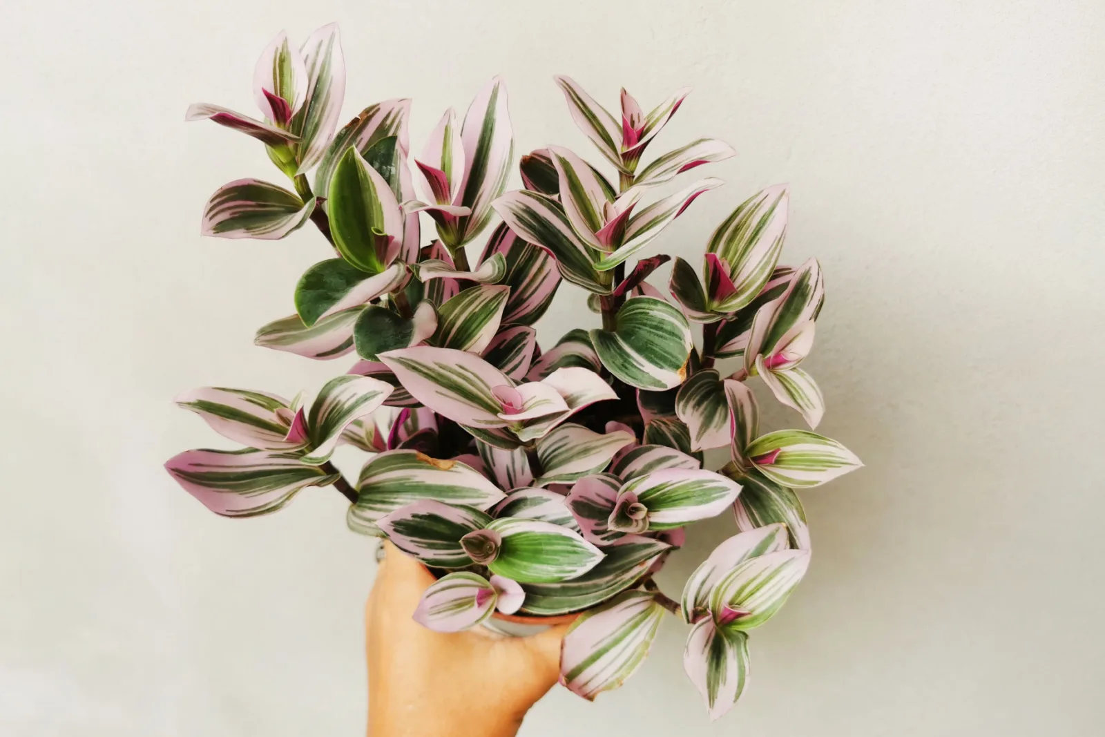 The Best Tradescantia Varieties For Your Plant Collection