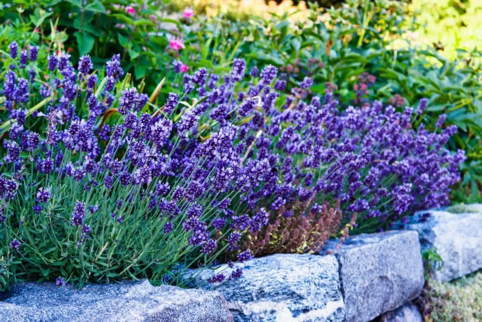 Violet lavender abundant blossom in a garden.