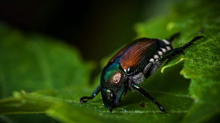 Where Do Japanese Beetles Go At Night? 3 Removal Methods