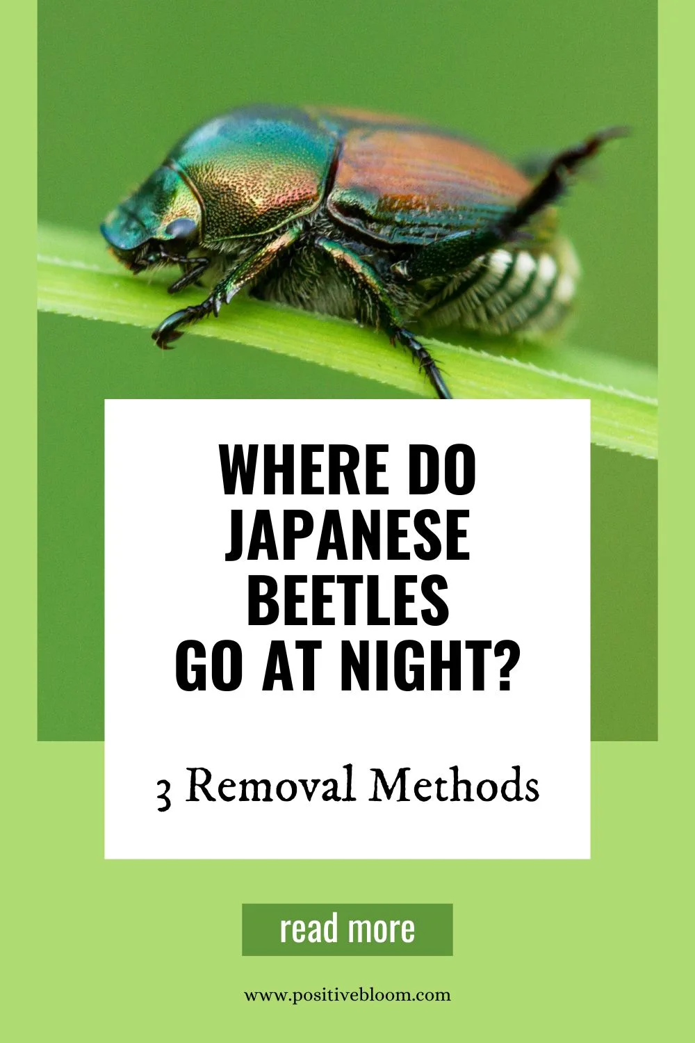 Where Do Japanese Beetles Go At Night 3 Removal Methods Pinterest