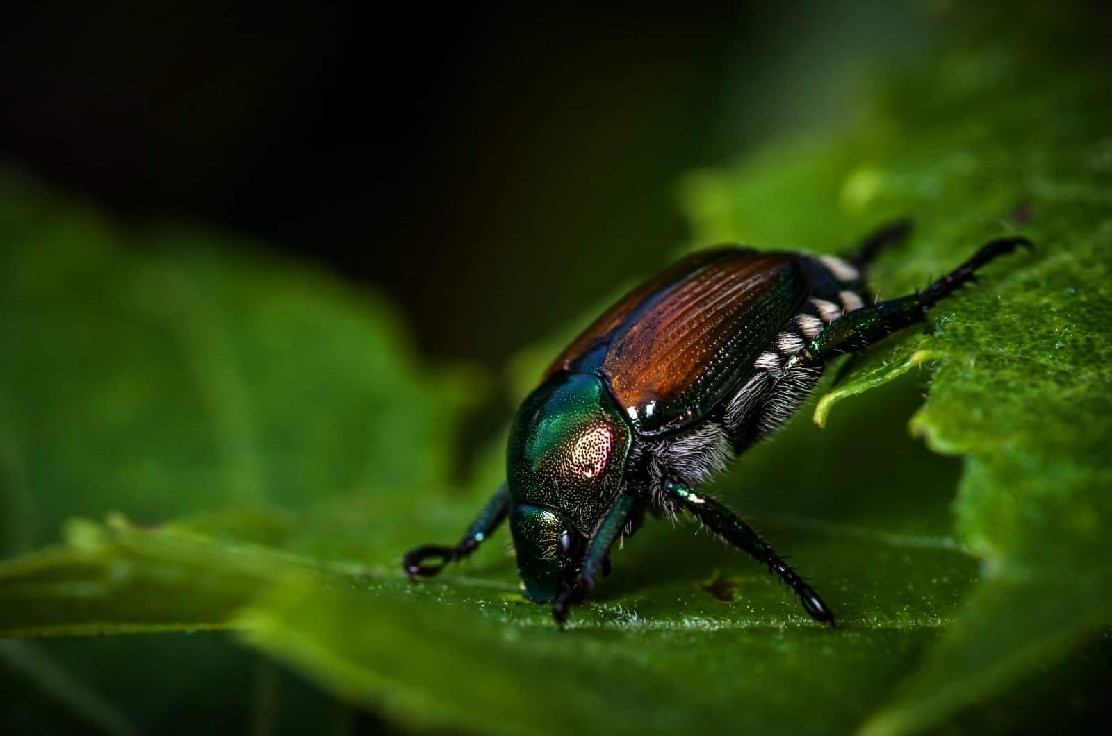 close shot of japanese Beetle