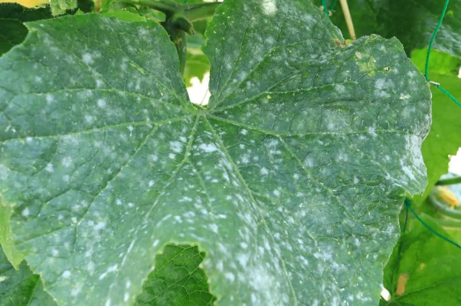 White Spots On Cucumber leaf in garden