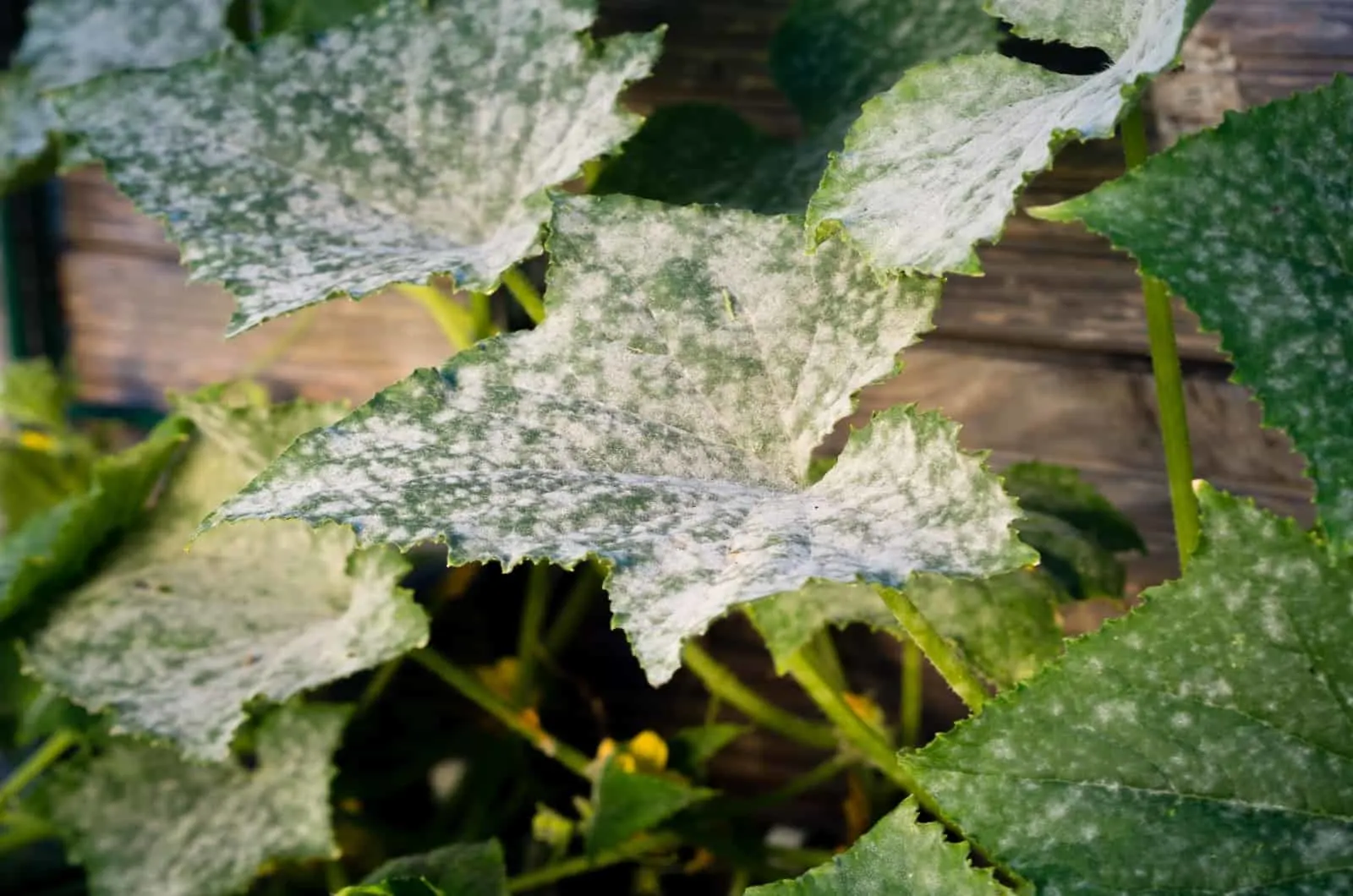 White Spots On Cucumber leaves