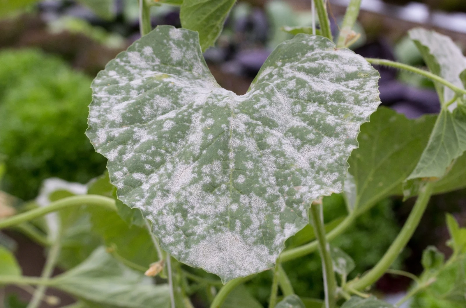 Reasons For And Solutions To White Spots On Cucumber Leaves