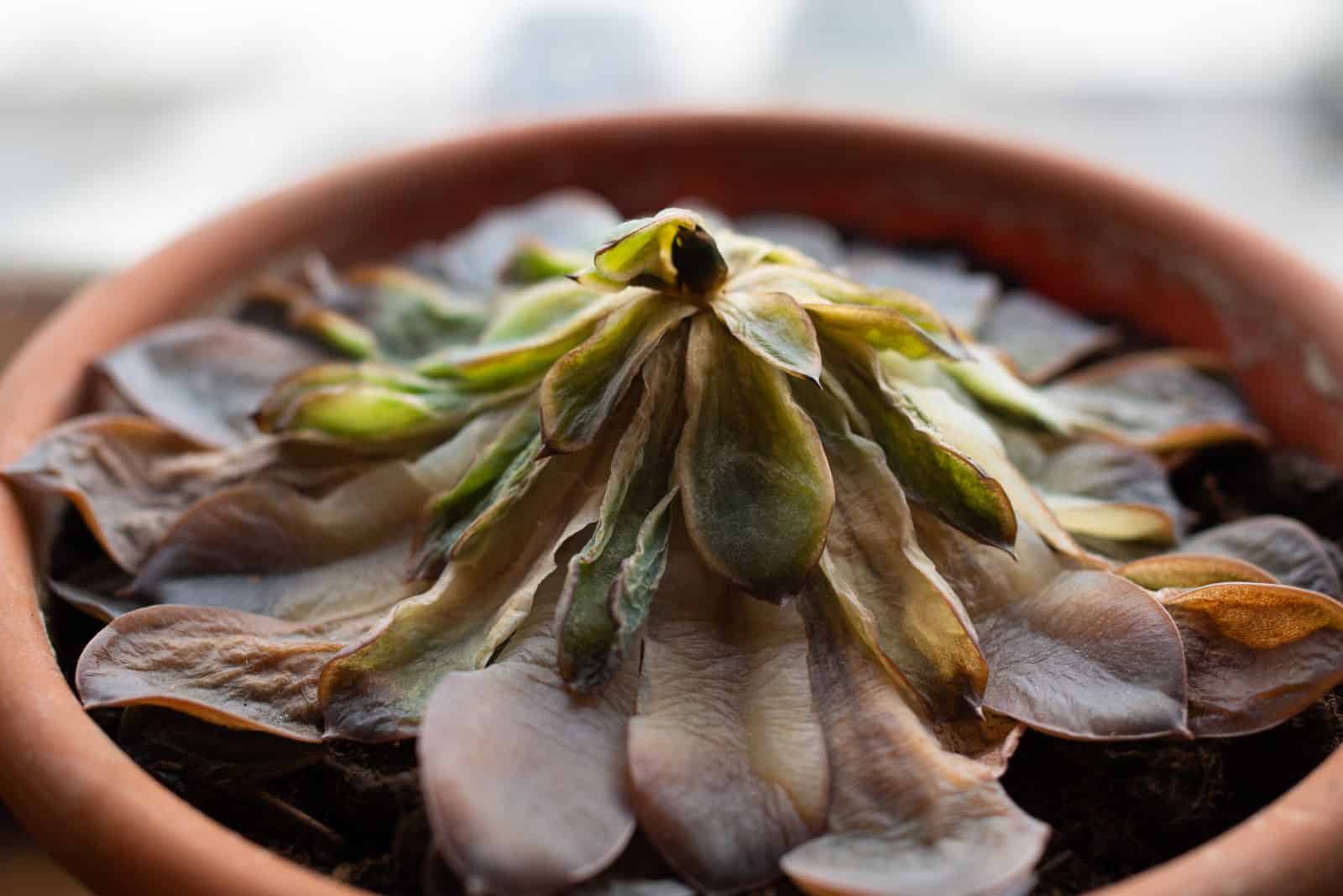succulent dries in a pot