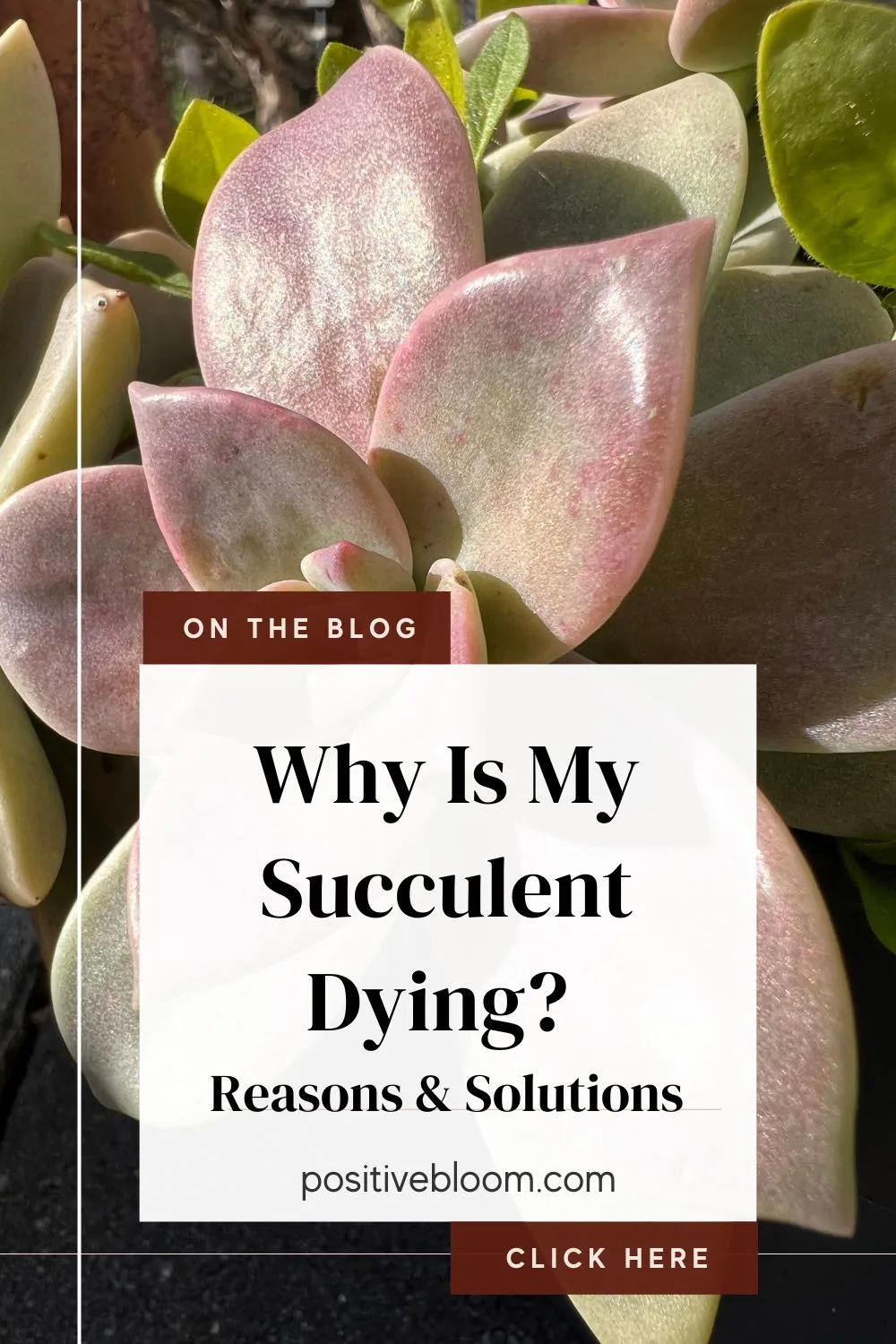 Why Is My Succulent Dying 9 Helpful Reasons & Solutions Pinterest