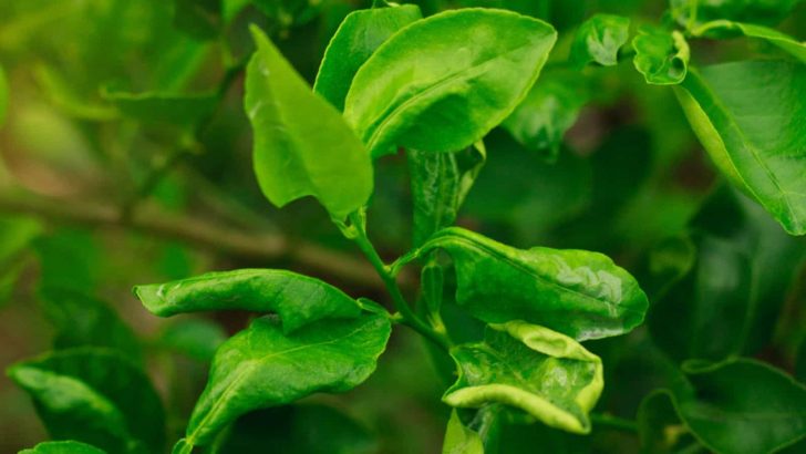 Why Your Lemon Tree Leaves Curling And How To Fix Them