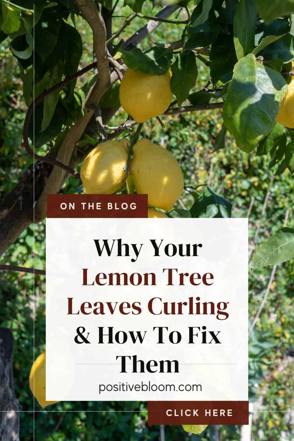 Why Your Lemon Tree Leaves Curling And How To Fix Them Pinterest