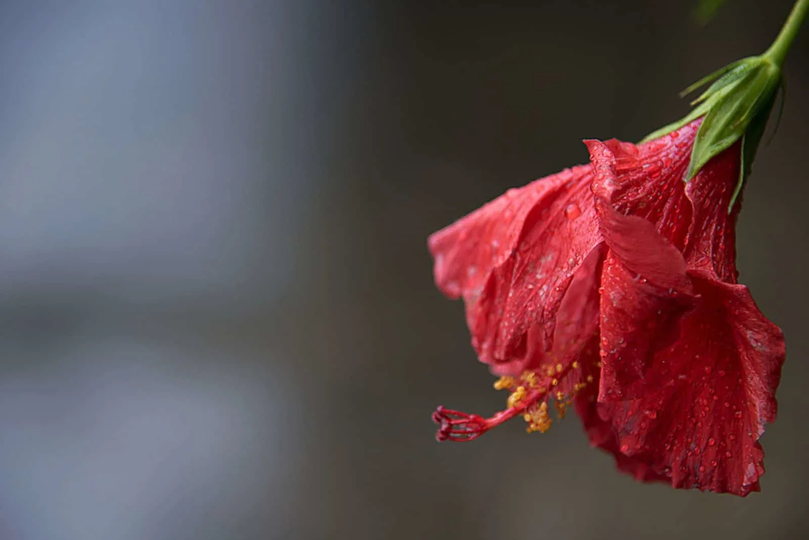 Wilted hibiscus flower