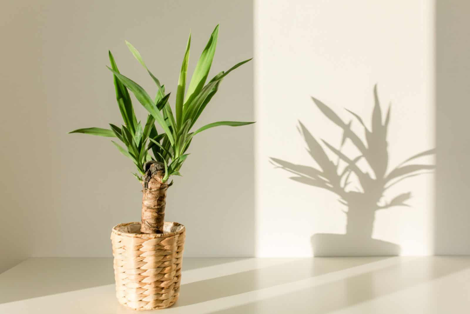 Yucca palm in a straw pot and shadows on a white wall