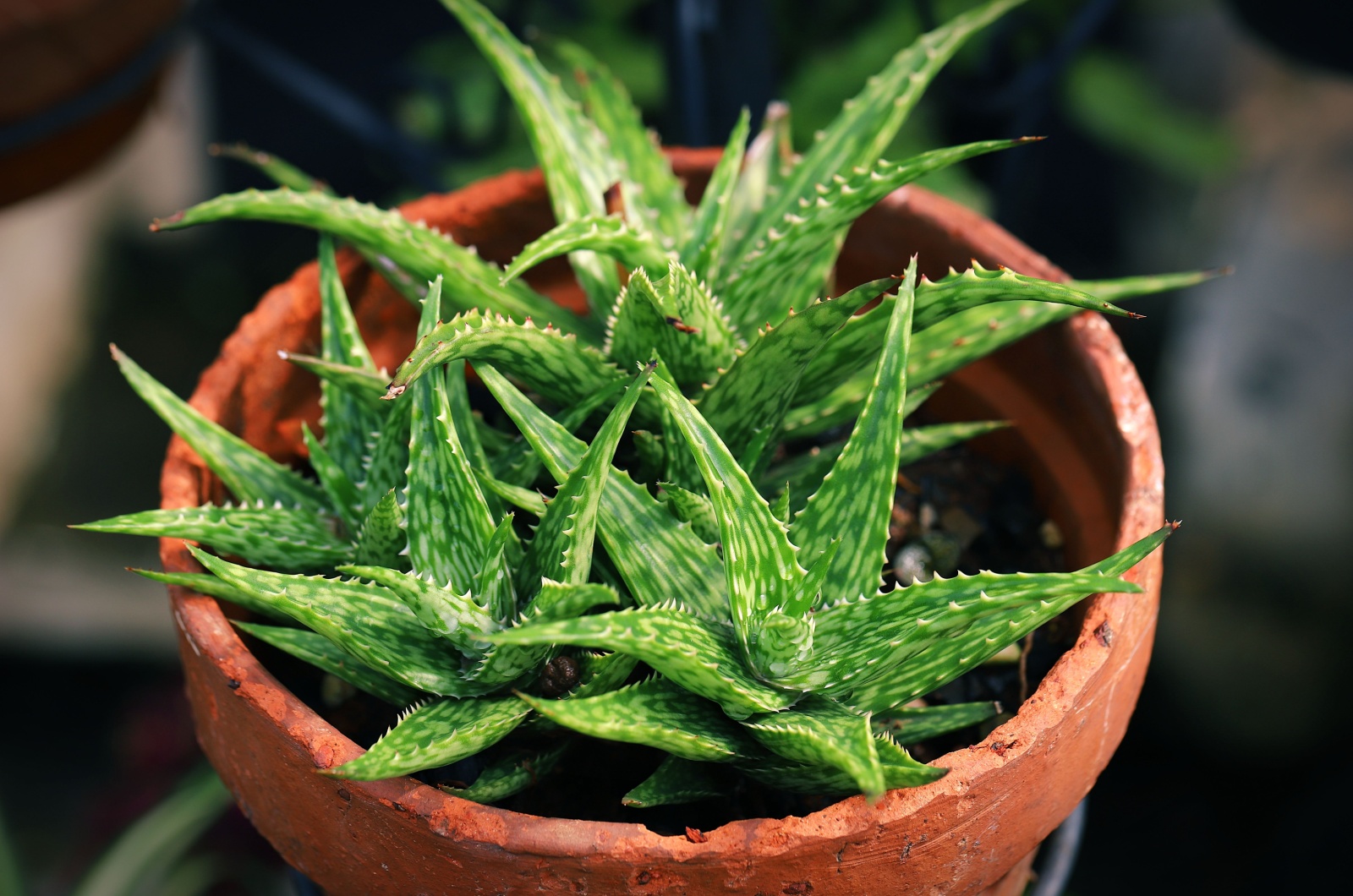 aloe vera plant