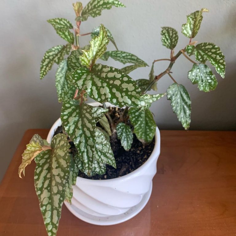 Angel Wing Begonia How To Care For This Stunning Plant