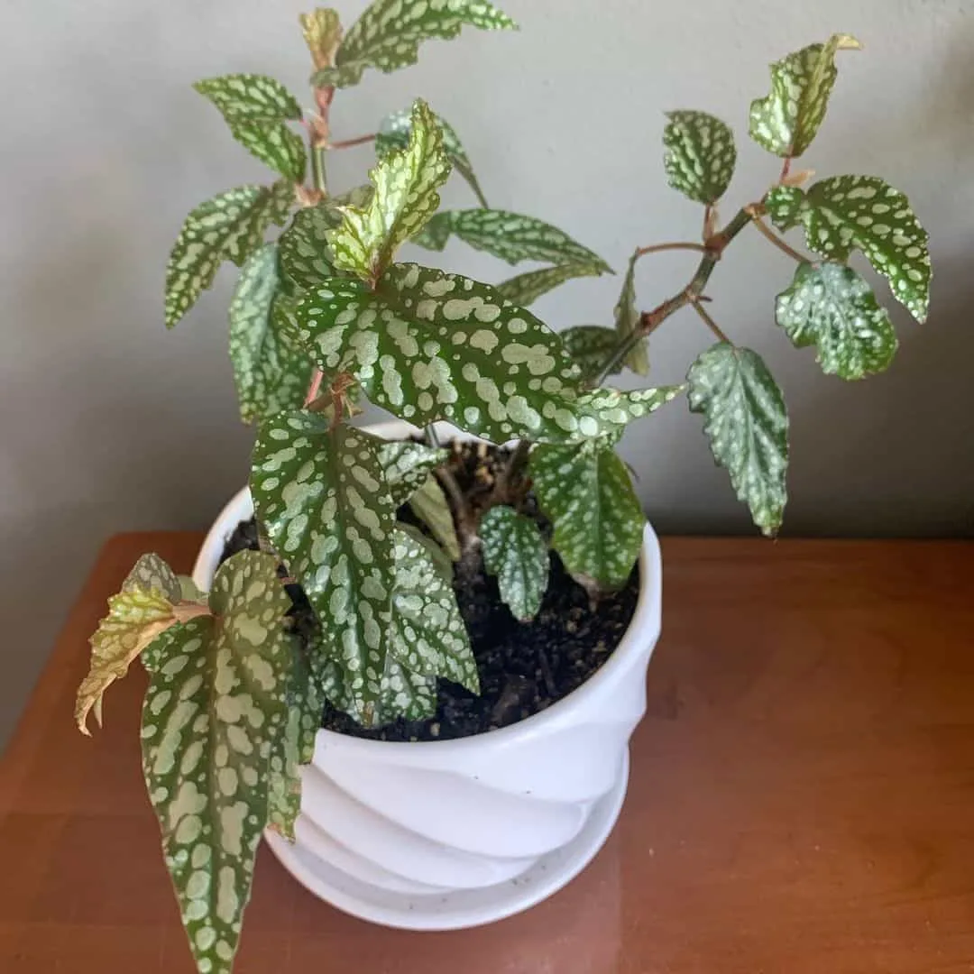 angel wing begonia in a white pot