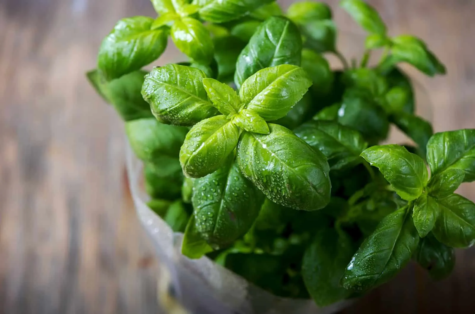 fresh basil plant with green leaves 