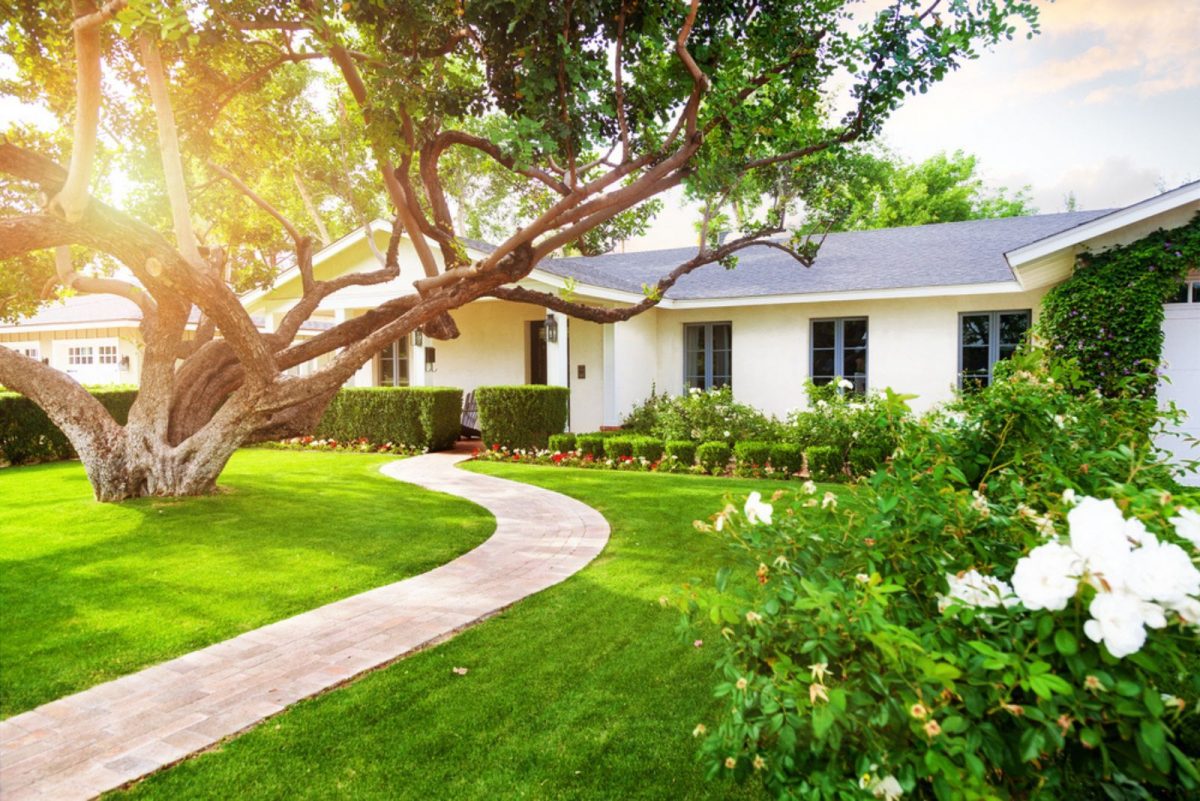 The Best Trees To Plant Near House & Which To Avoid