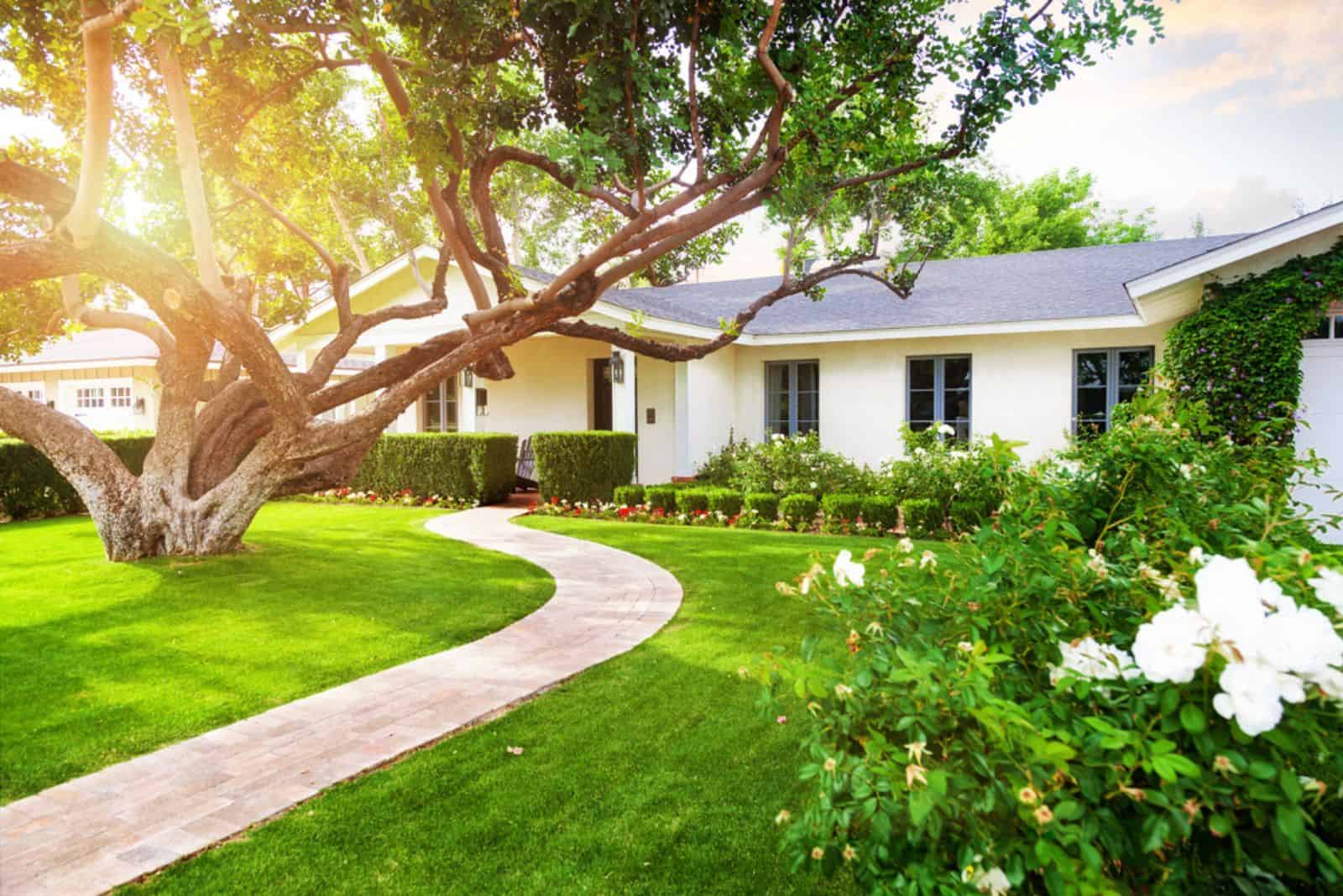 beautiful home with yard and big tree in sunlight