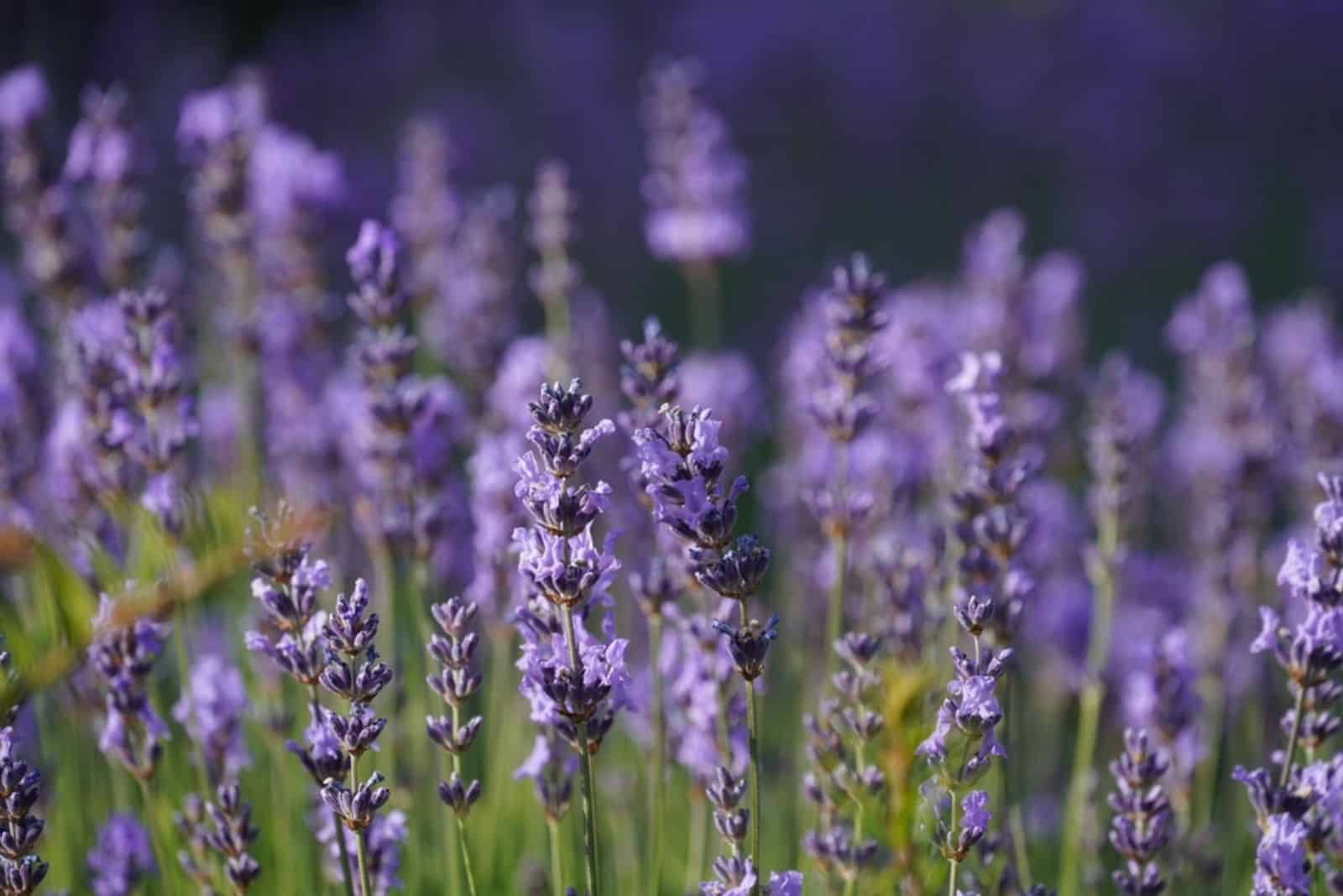 beautiful lavender in the sun