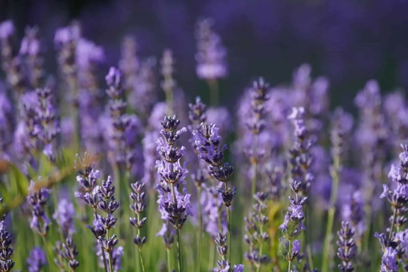 beautiful lavender in the sun
