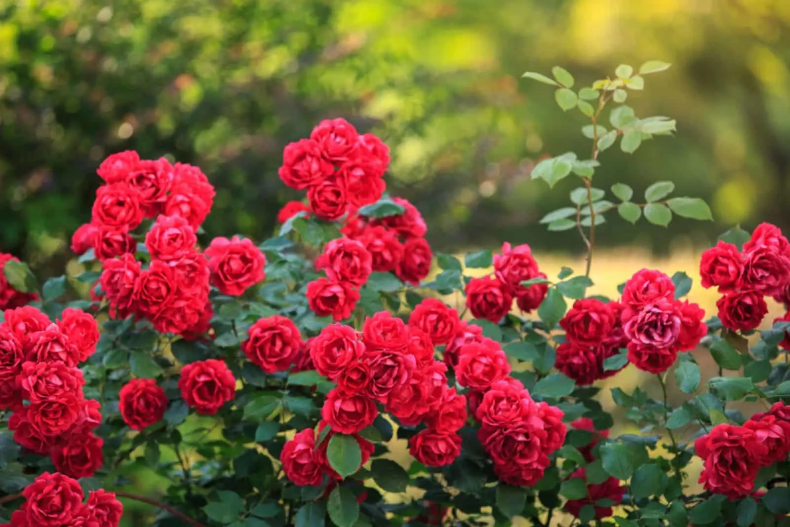 beautiful red roses bush in summer morning garden