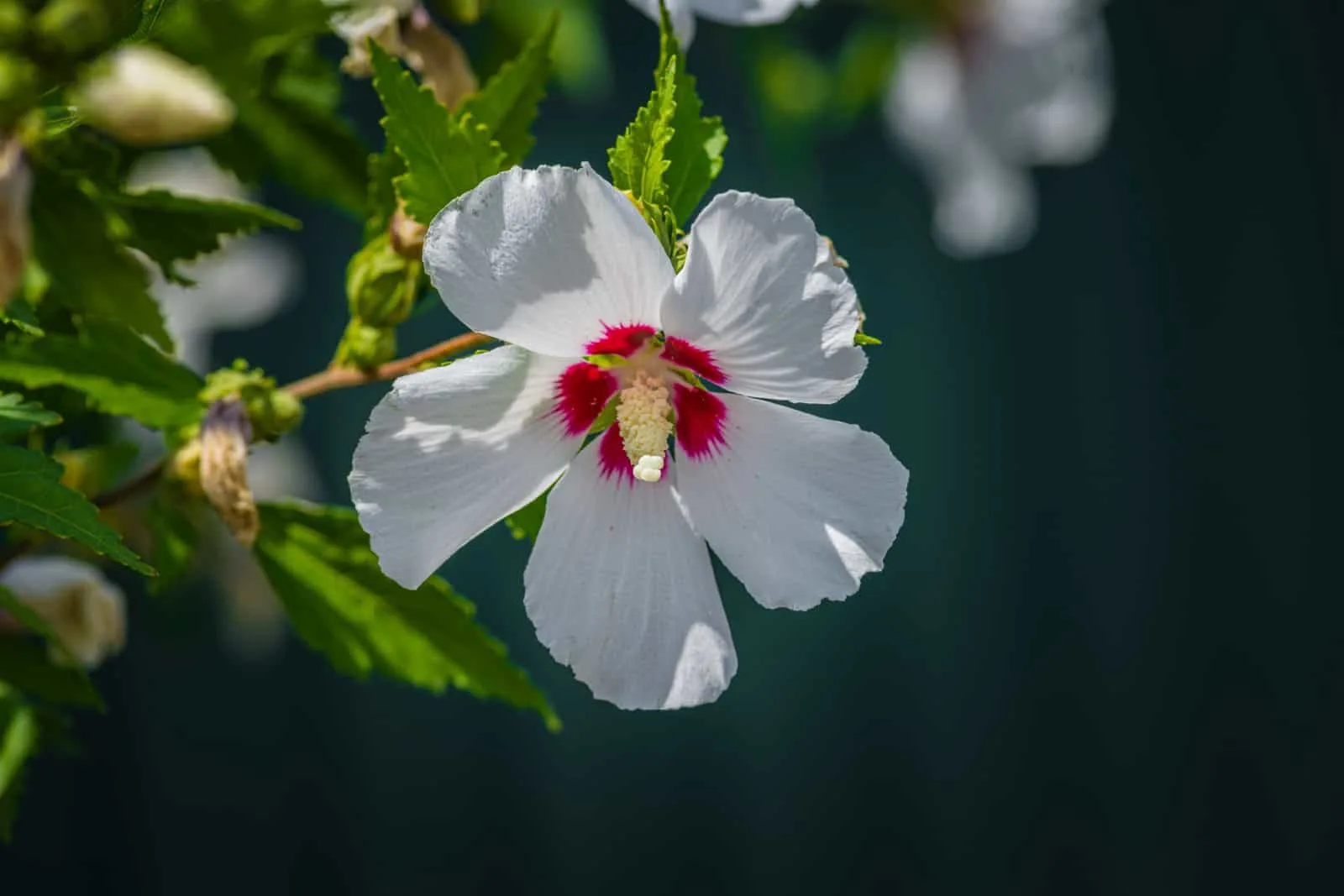 beautiful white flowers of hibiscus syriacus