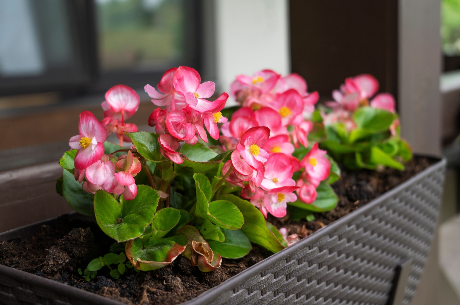 begonia flowers in a container