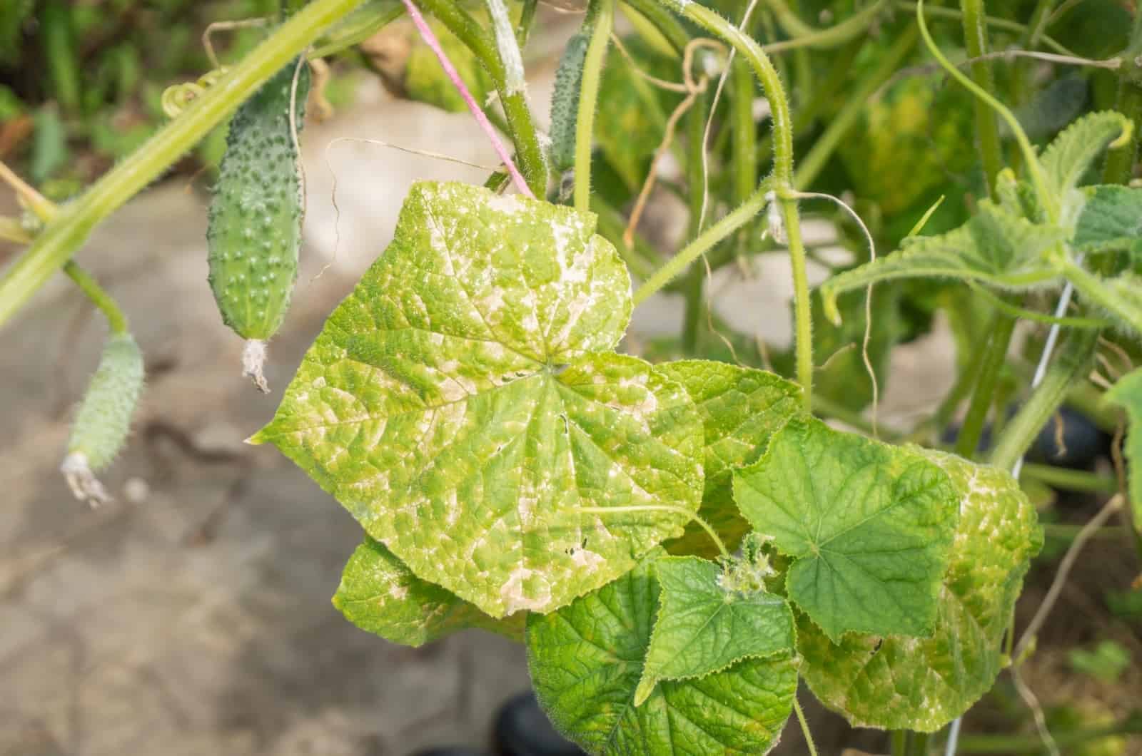 big White Spots On Cucumber leaf