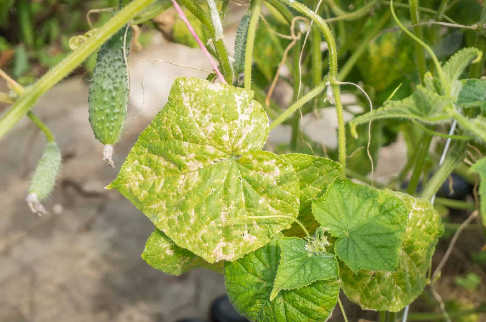 Reasons For And Solutions To White Spots On Cucumber Leaves