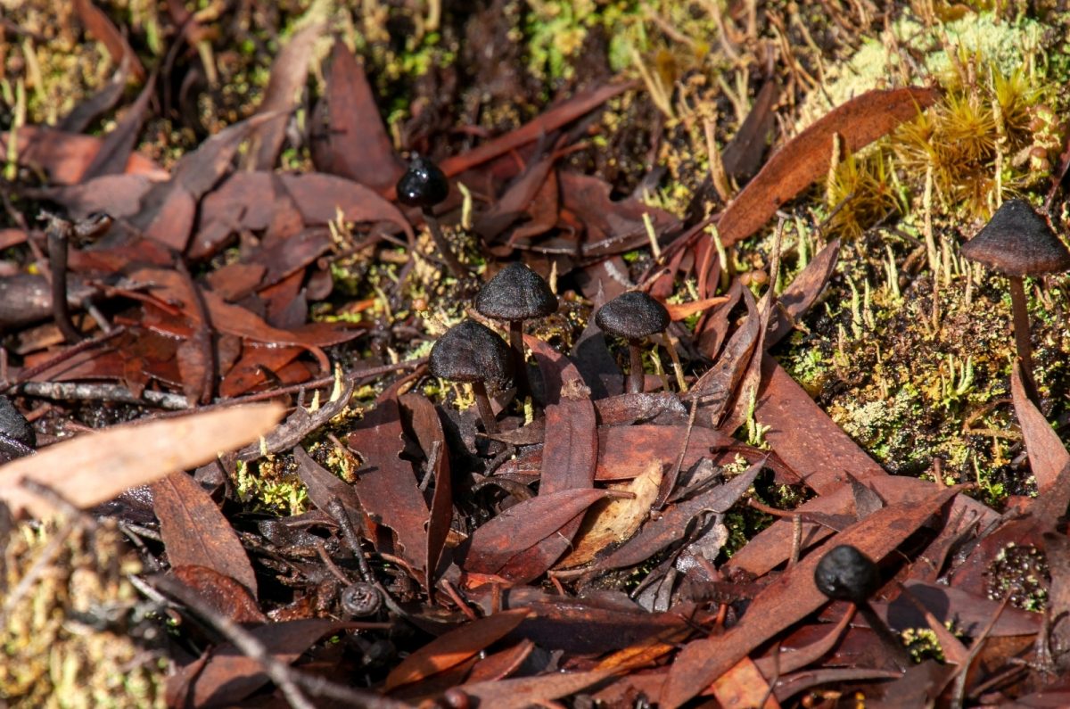 7 Methods For How To Get Rid Of Fungus In Mulch Effectively