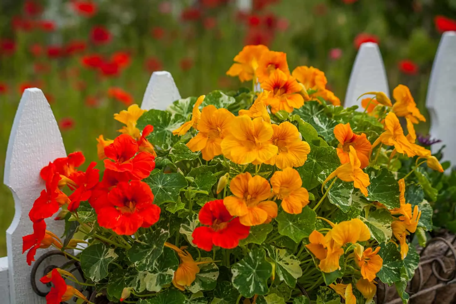 blooming nasturtiums with white picket fence