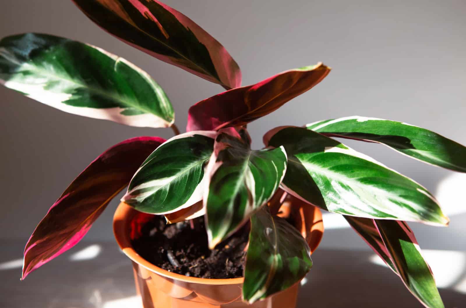 calathea sanguinea indoor plant