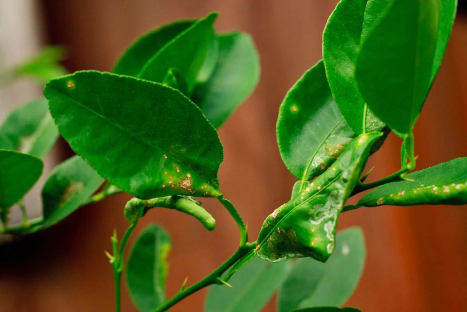 citrus leaf miner damage and Citrus Canker on lime leaves or lemon leaf