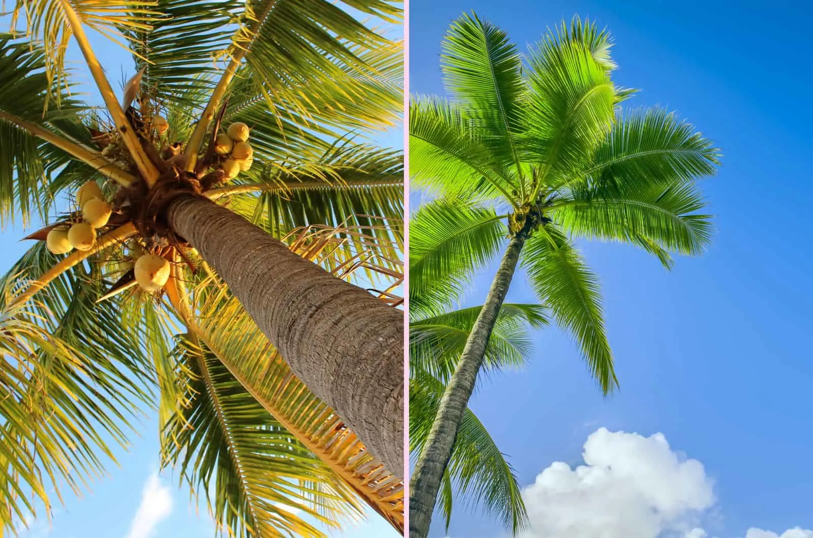 close shot of Coconut Tree and Palm Tree