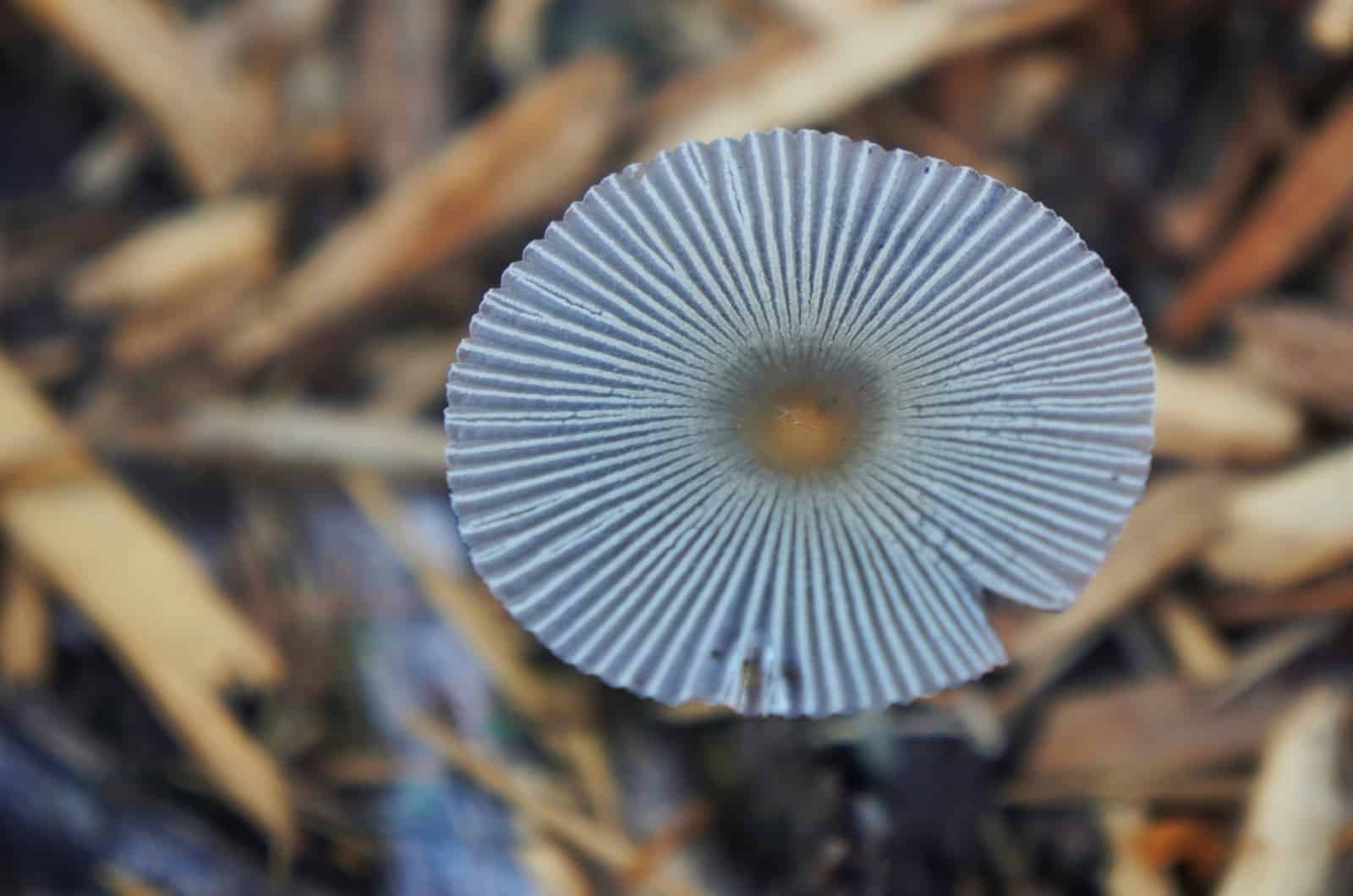 close shot of Fungus