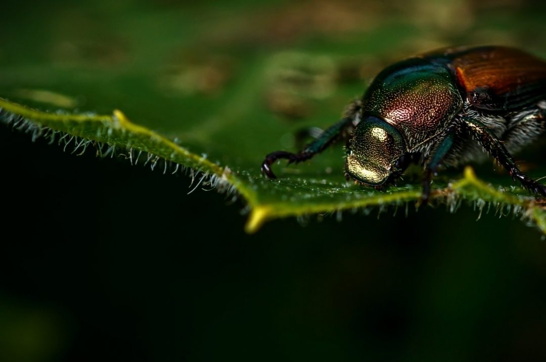 Where Do Japanese Beetles Go At Night? 3 Removal Methods