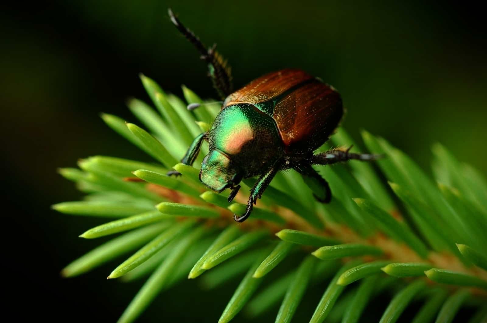close shot of Japanese Beetle on leaf