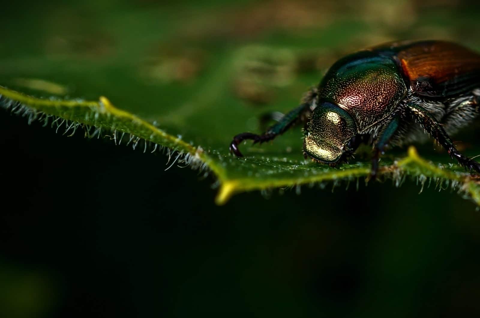 close shot of Japanese Beetle