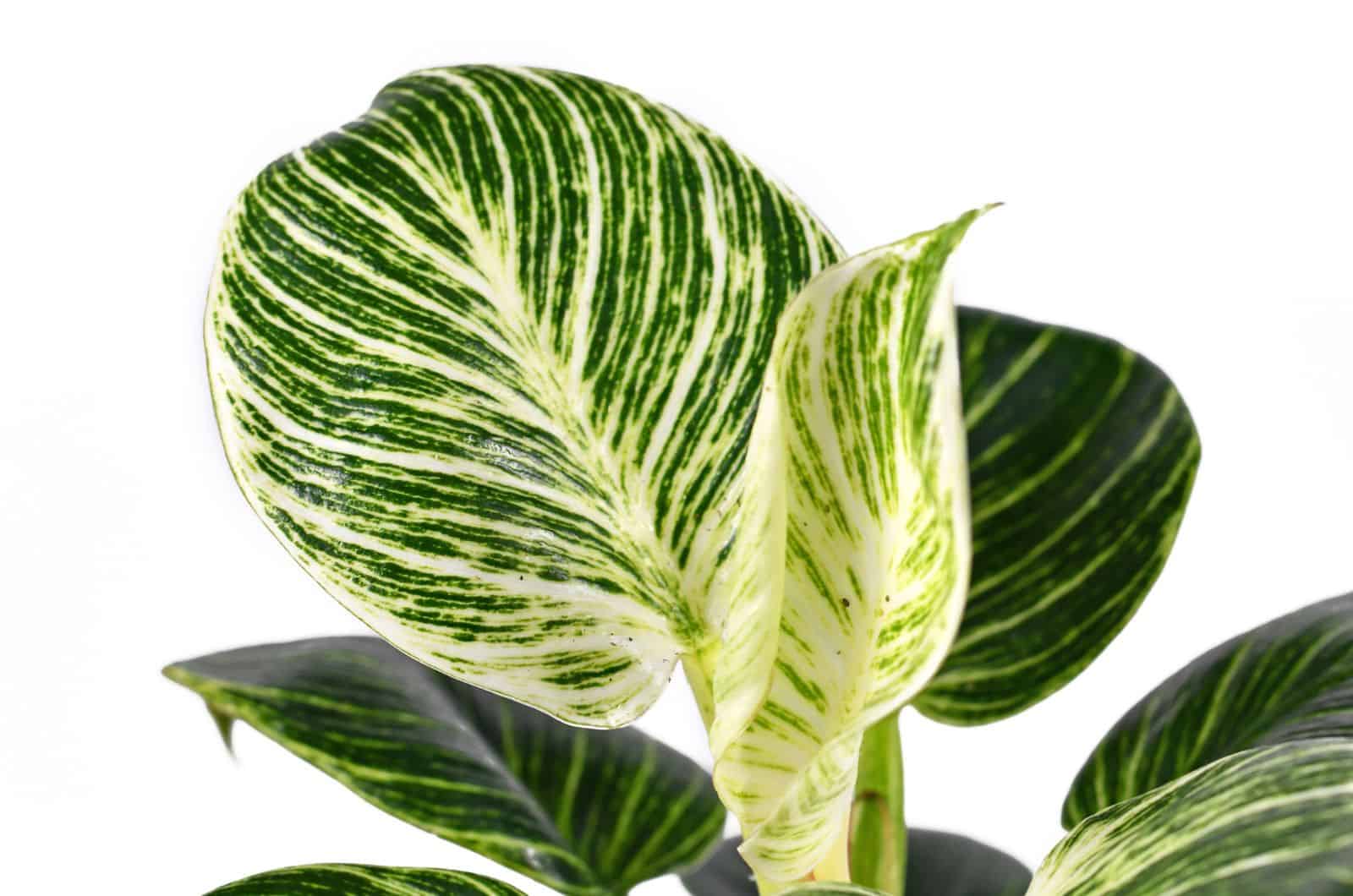 close shot of Philodendron Birkin leaves