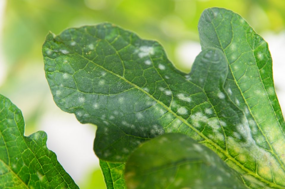 Reasons For And Solutions To White Spots On Cucumber Leaves