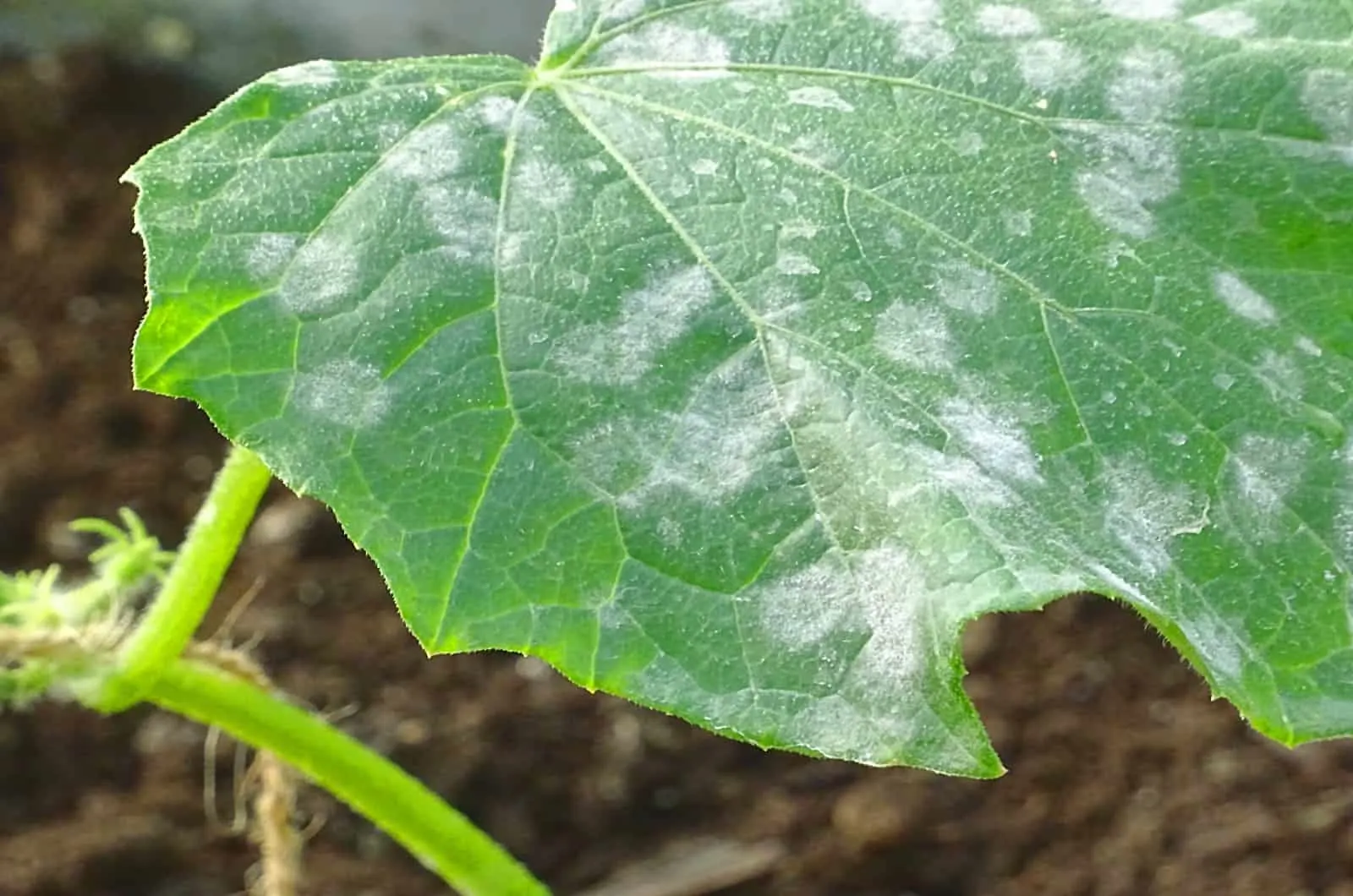 close shot of White Spots On Cucumber